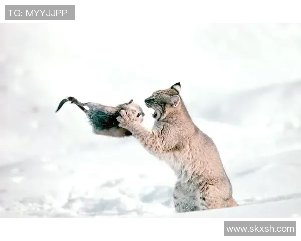 野猫十杀：探寻城市野生猫咪的生存智慧与人类的和谐共处之道